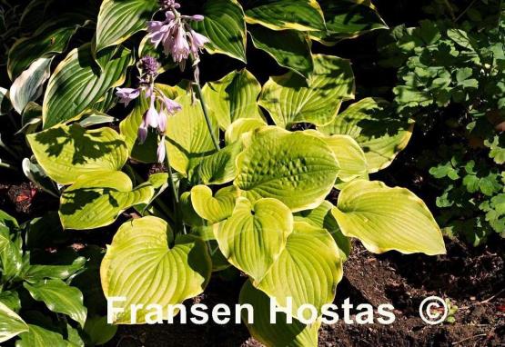 Hosta Lakeside Alex Andra